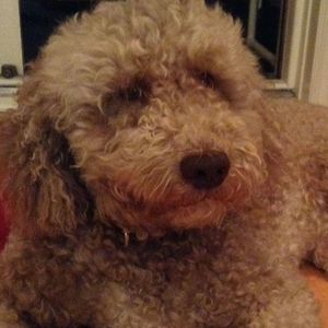 Meet your Posher, Tracey